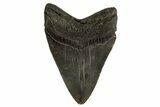 Fossil Megalodon Tooth - South Carolina #332077-1